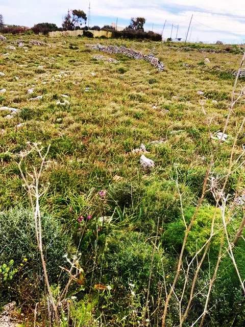 Bahrija 1555SQM field