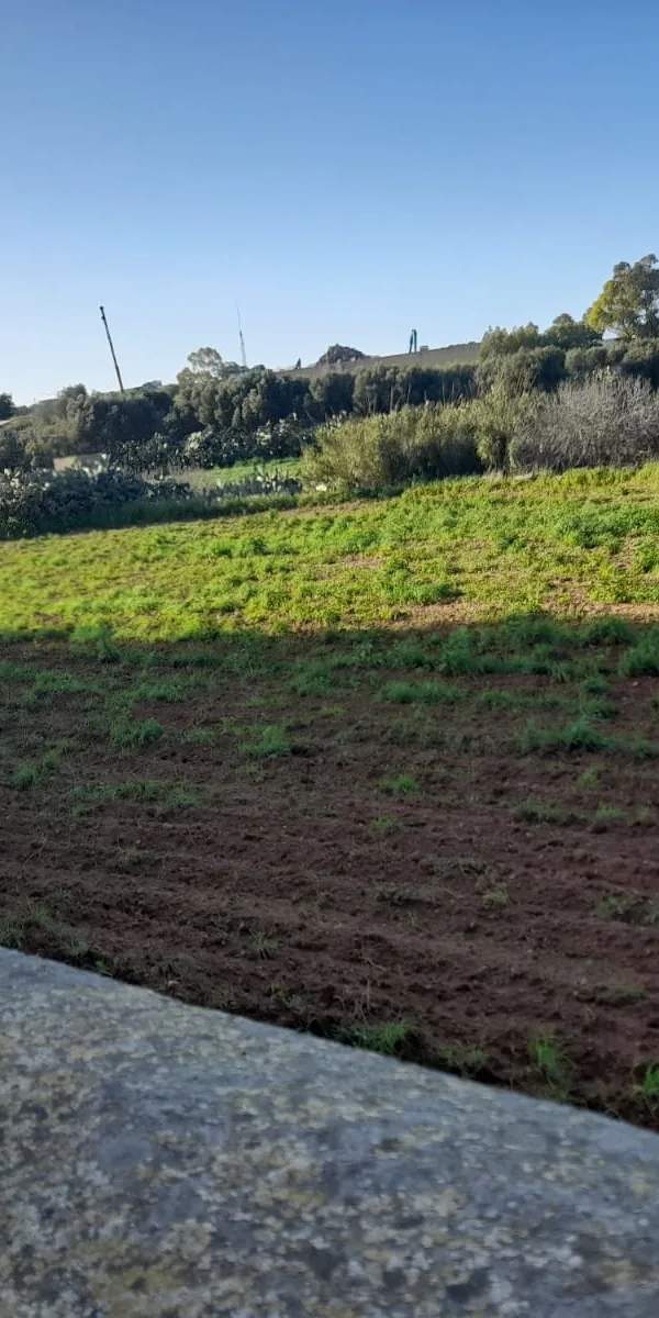 Zejtun field agricultural/recreational use