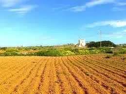 Bahrija field