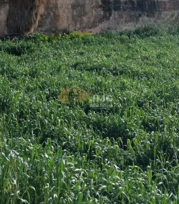 Zejtun farmhouses with total area of over 3,000sqm