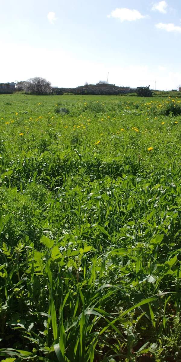 Mqabba field