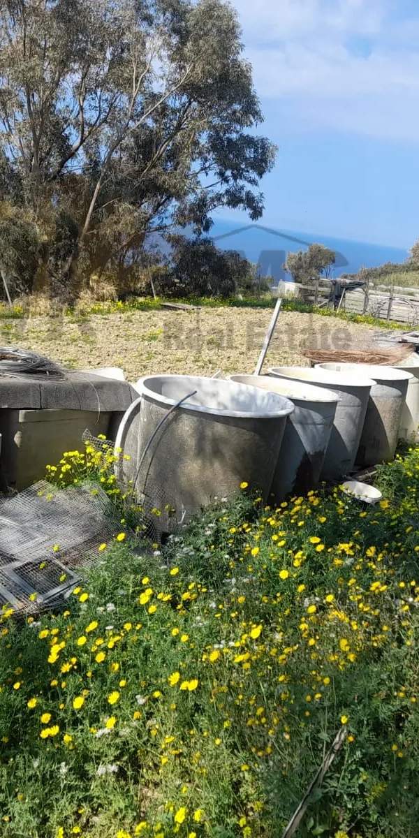Dingli 3 tumoli field
