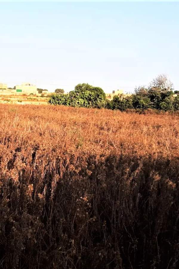 Gudja 3 tumoli  field