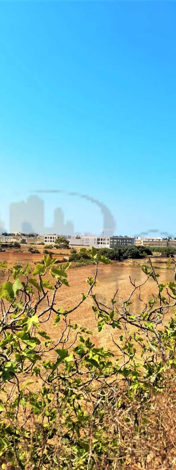 Zejtun 1⁄2 tumola & 1⁄4 tumola fields